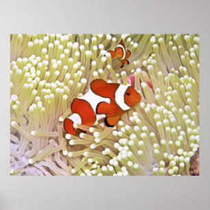 Vibrant clownfish poster