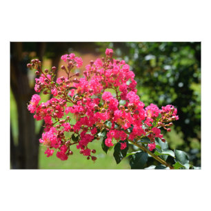 Vibrant crepe myrtle bussblomma fototryck