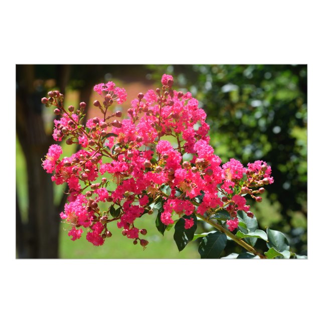 Vibrant crepe myrtle bussblomma fototryck (Framsidan)