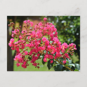 Vibrant crepe myrtle bussblomma vykort