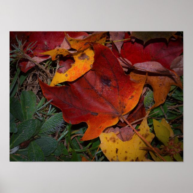 Vibrant Fall Leaves Poster (Framsidan)