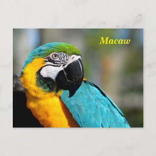 Vibrant Färg Macaw Vykort