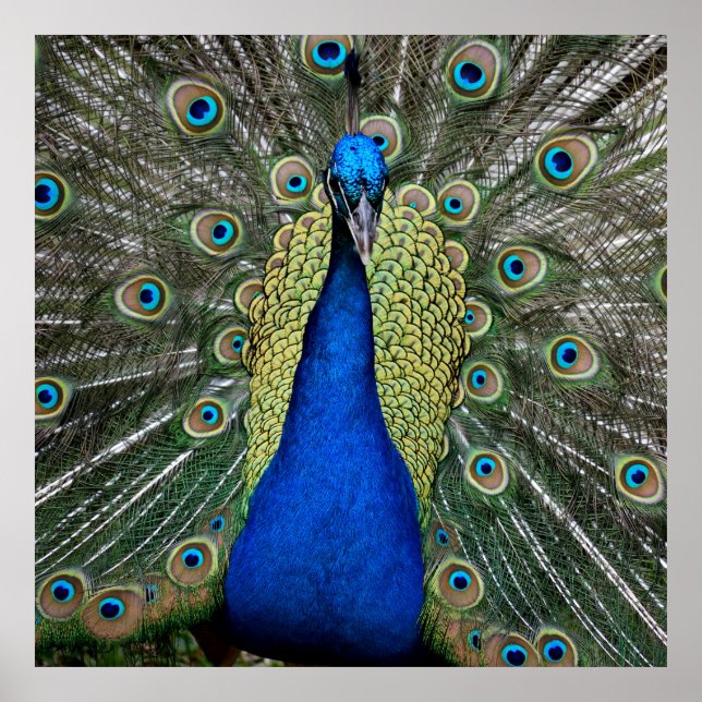 Vibrant färg Peacock Poster (Framsidan)