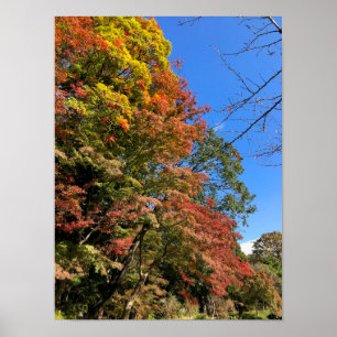 Vibrant Färgad Maples Poster