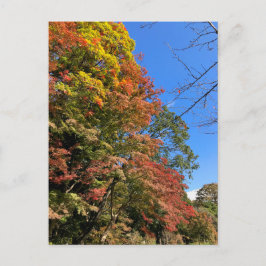 Vibrant Färgad Maples Vykort