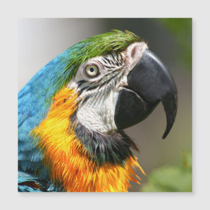 Vibrant färgfull Macaw