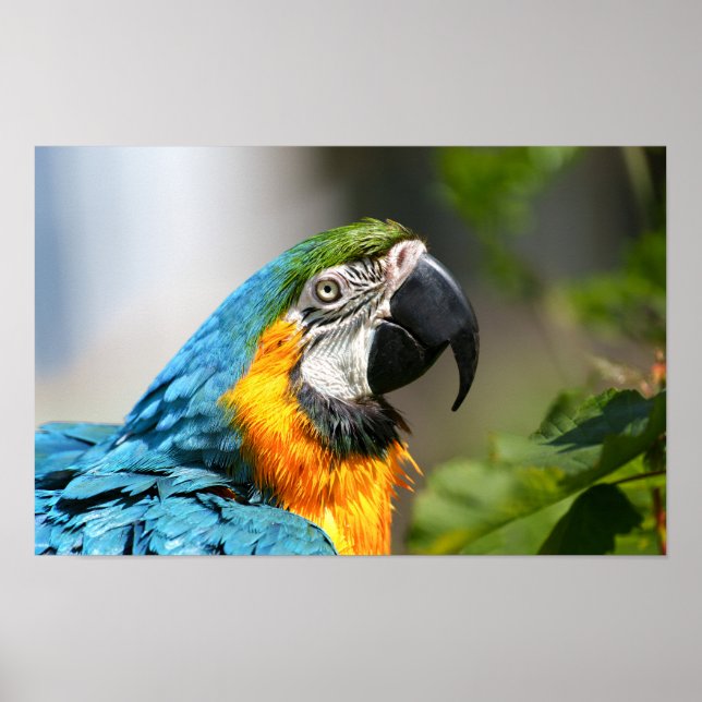 Vibrant färgfull Macaw Poster (Framsidan)