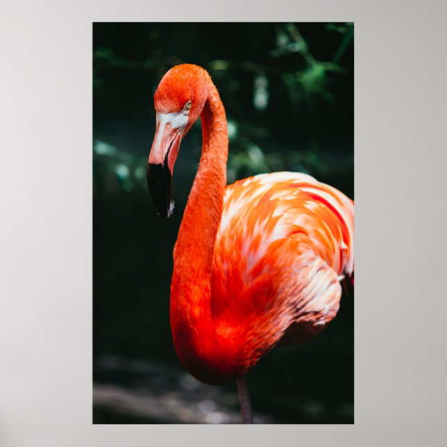VIBRANT FLAMINGO - FOTOGRAPH POSTER (Framsidan)