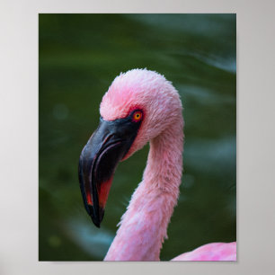 Vibrant Flamingo Porträtt - Birdfotografi Poster