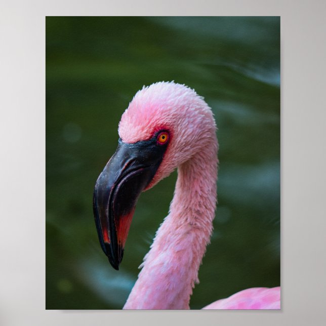 Vibrant Flamingo Porträtt - Birdfotografi Poster (Framsidan)
