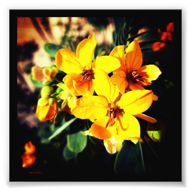 Vibrant Flowers Fototryck (Framsidan)