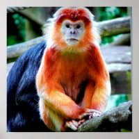 Vibrant Foto av apor i Wildlife Park