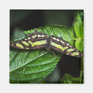 Vibrant Grönt Magnet
