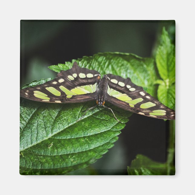 Vibrant Grönt Magnet (Framsidan)