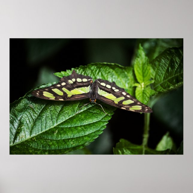 Vibrant Grönt Skriv ut Poster (Framsidan)