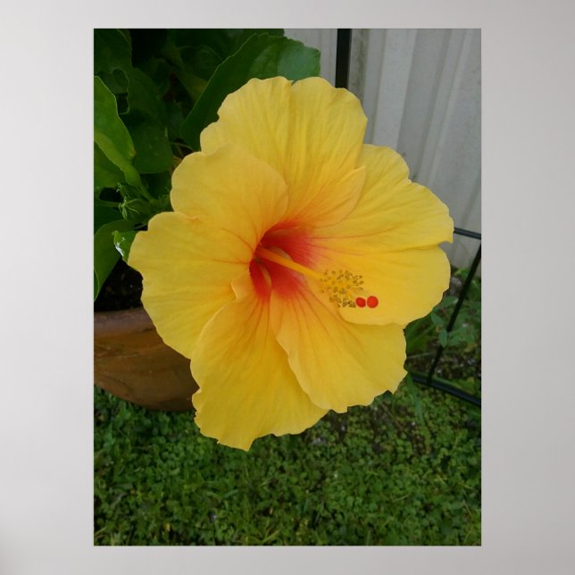 Vibrant Gult Hibiscus Bloom Poster (Framsidan)