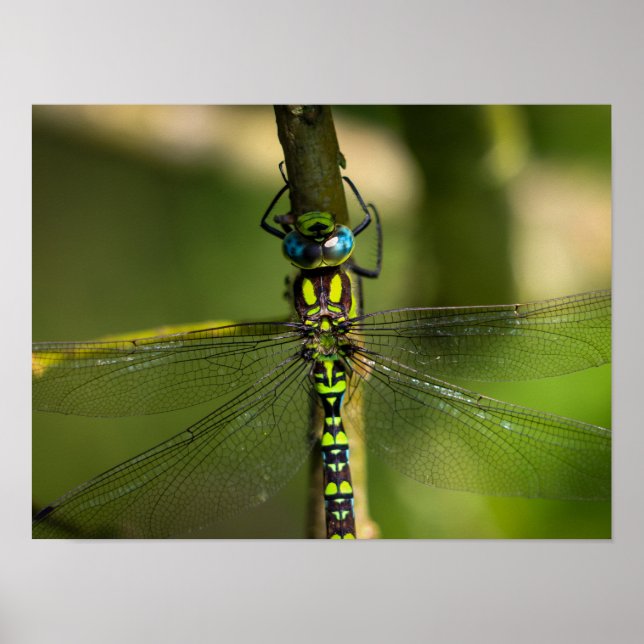 Vibrant Hawker Dragonfly Close Up - Wildlife Photo Poster (Framsidan)