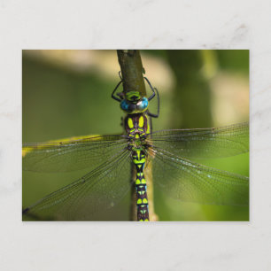 Vibrant Hawker Dragonfly Close Up - Wildlife Photo Vykort