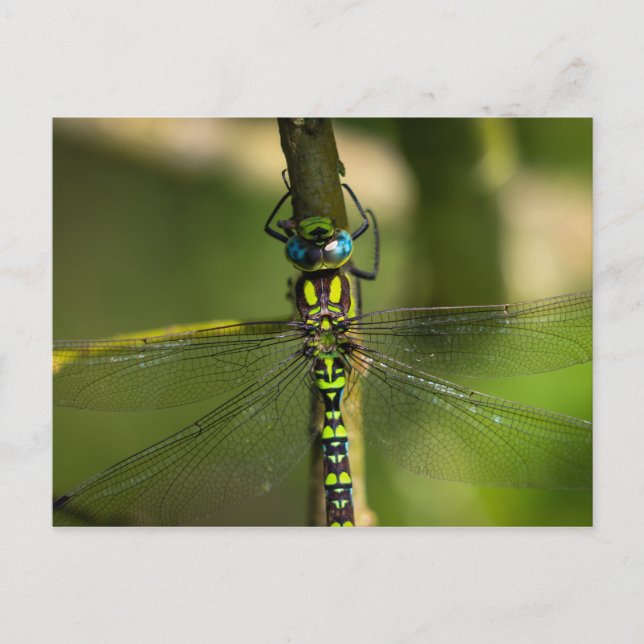 Vibrant Hawker Dragonfly Close Up - Wildlife Photo Vykort (Framsida)
