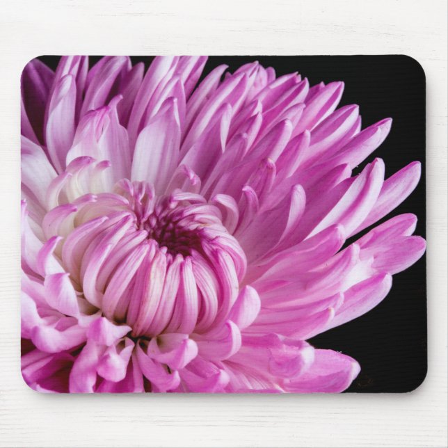 Vibrant i Rosa Dahlia Musmatta (Framsidan)
