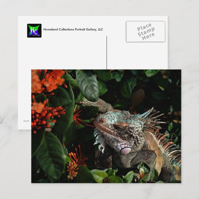 Vibrant Iguana Post Card, Amerikanska Jungfruöarna Vykort (Fram/baksida)