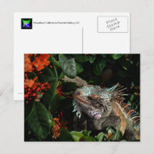 Vibrant Iguana Post Card, Amerikanska Jungfruöarna