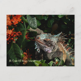 Vibrant Iguana Post Card, Amerikanska Jungfruöarna Vykort