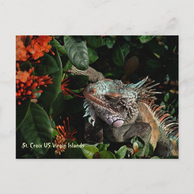 Vibrant Iguana Post Card, Amerikanska Jungfruöarna Vykort (Framsida)
