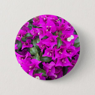 Vibrant Lila Bougainvillea-blommor Knapp