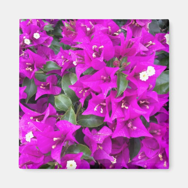Vibrant Lila Bougainvillea-blommor Magnet (Framsidan)