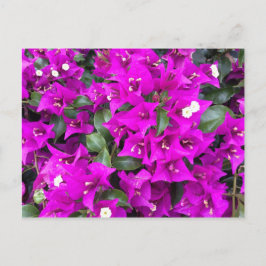 Vibrant Lila Bougainvillea Flowers Vykort