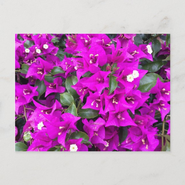 Vibrant Lila Bougainvillea Flowers Vykort (Framsida)