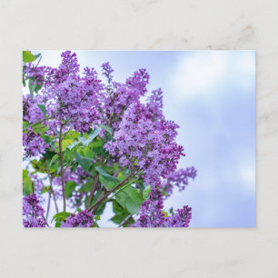 Vibrant Lila Lilac Flowers Vykort