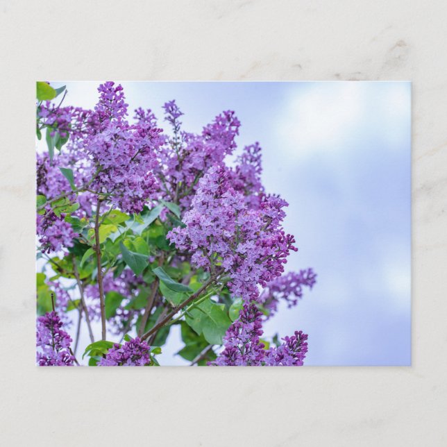 Vibrant Lila Lilac Flowers Vykort (Framsida)