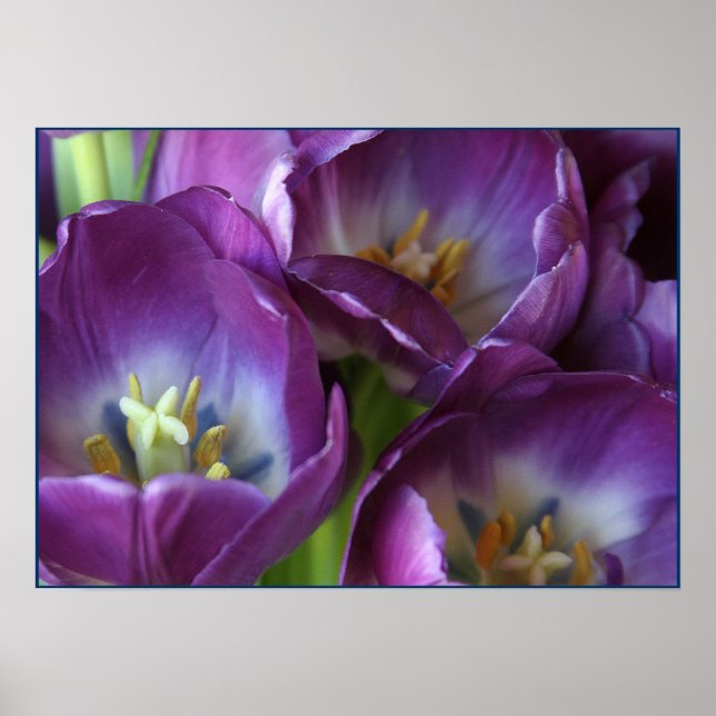 Vibrant Lila Tulips Poster (Framsidan)