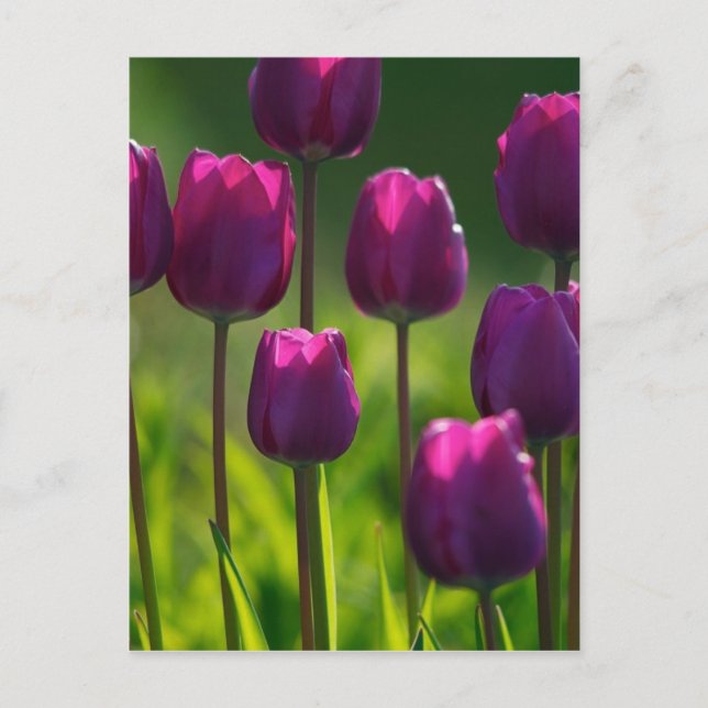 VIBRANT LILA TULIPS VYKORT (Framsida)