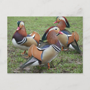 Vibrant Mandarin Anka vykort