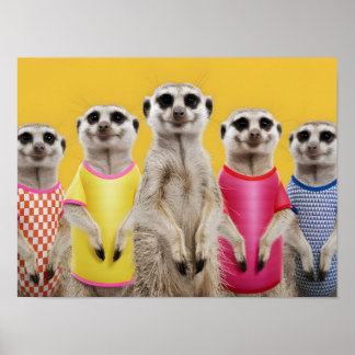 Vibrant Meerkat Group i Snyggt Outfit Poster