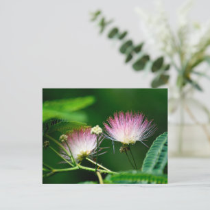 Vibrant Mimosa Flower Vykort