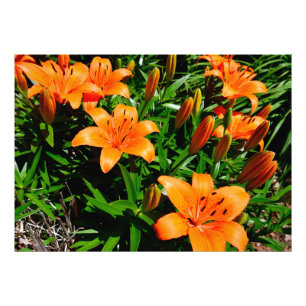 Vibrant Orange Asian Lilies Fototryck