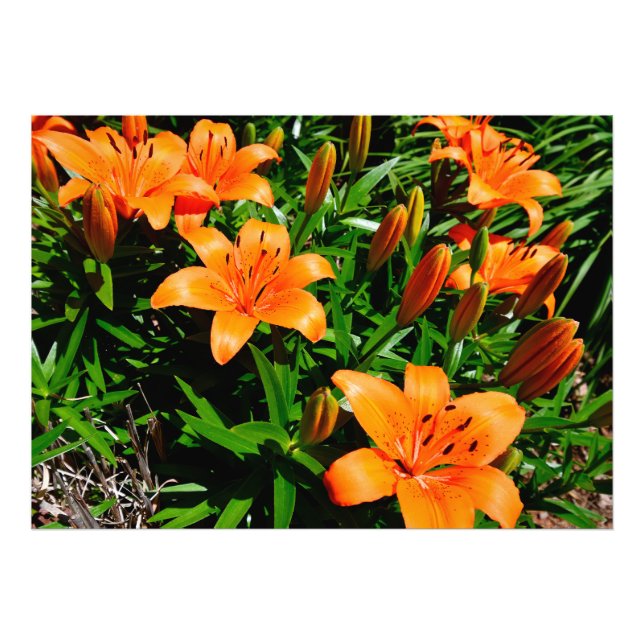 Vibrant Orange Asian Lilies Fototryck (Framsidan)