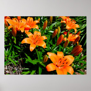 Vibrant Orange Asian Lilies Poster