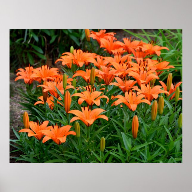 Vibrant Orange Asian Lilies Poster (Framsidan)