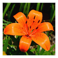 Vibrant orange Asian Lily Flower
