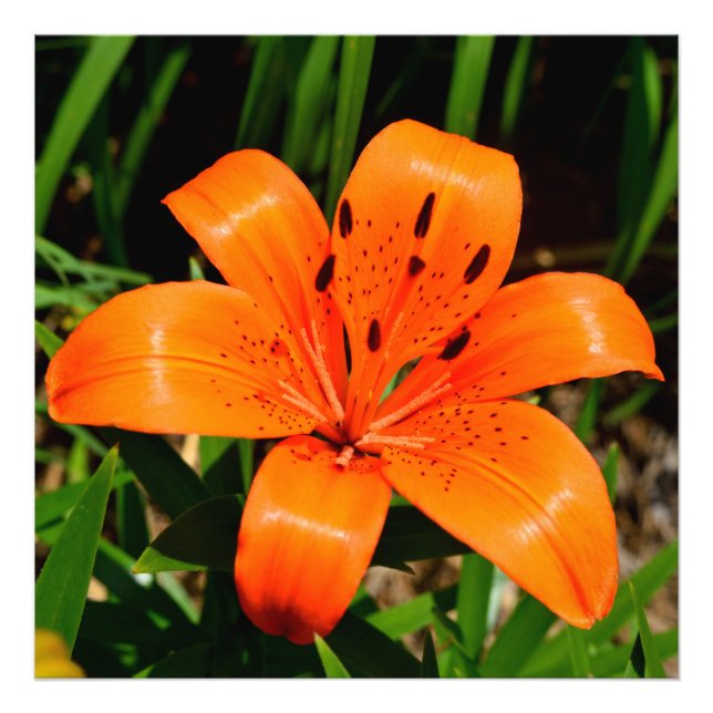 Vibrant orange Asian Lily Flower Fototryck (Framsidan)