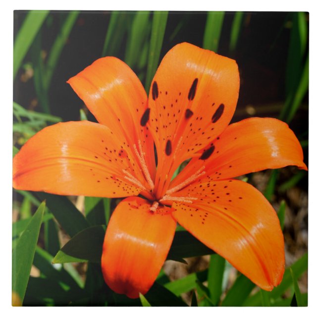 Vibrant orange Asian Lily Flower Kakelplatta (Framsidan)