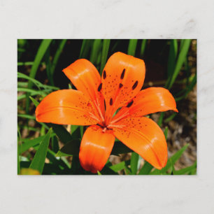 Vibrant orange Asian Lily Flower Vykort