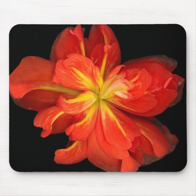 Vibrant Orange Begonia Macro Musmatta (Framsidan)