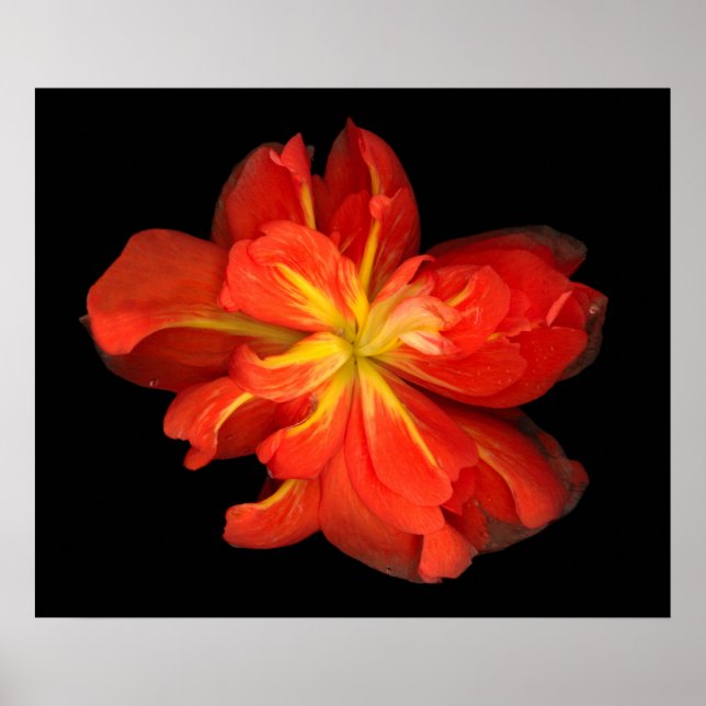 Vibrant Orange Begonia Macro Poster (Framsidan)