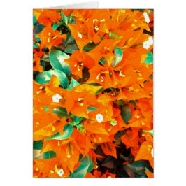 Vibrant Orange Bougainvillea Flowers Hälsningskort